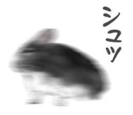 Emotional Chinchilla sticker #12627768