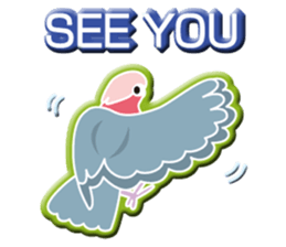 Pretty pink Galah2 sticker #12641135