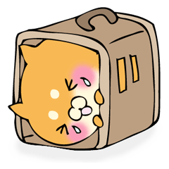 Shiba dog answers 2.