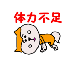 Shiba inu MOMO chan the third as well 9 sticker #12645691