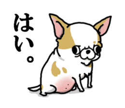 Chiwa-tan of Chihuahua sticker #12663790