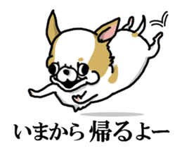 Chiwa-tan of Chihuahua sticker #12663794