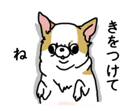 Chiwa-tan of Chihuahua sticker #12663795