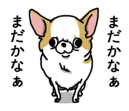 Chiwa-tan of Chihuahua sticker #12663797