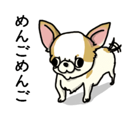 Chiwa-tan of Chihuahua sticker #12663799
