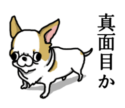 Chiwa-tan of Chihuahua sticker #12663805