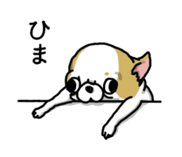 Chiwa-tan of Chihuahua sticker #12663815