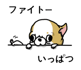 Chiwa-tan of Chihuahua sticker #12663817
