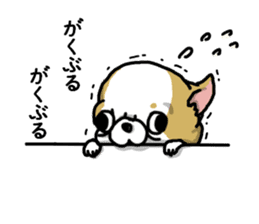 Chiwa-tan of Chihuahua sticker #12663818