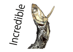 (anime)Dried sardine English version sticker #12727760