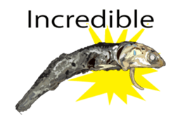 (anime)Dried sardine English version sticker #12727767