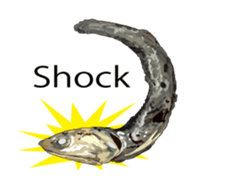 (anime)Dried sardine English version sticker #12727770