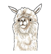 Loose and Fluffy Sticker of Alpaca. sticker #12744261