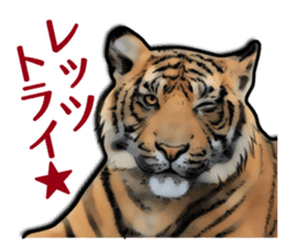 Puns on Cat Family sticker #12781600