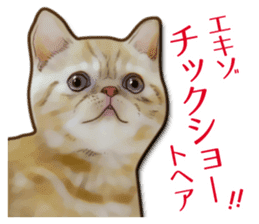 Puns on Cat Family sticker #12781602