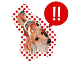 Dachshund real sticker sticker #12786030