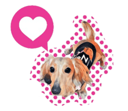 Dachshund real sticker sticker #12786031