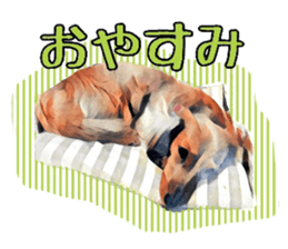 Dachshund real sticker sticker #12786036