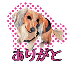 Dachshund real sticker sticker #12786037