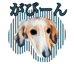 Dachshund real sticker sticker #12786044