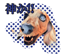 Dachshund real sticker sticker #12786045