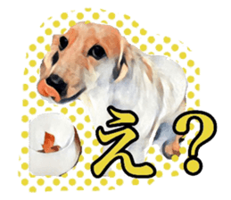 Dachshund real sticker sticker #12786050
