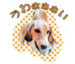 Dachshund real sticker sticker #12786052