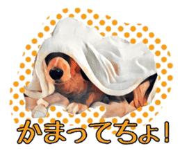 Dachshund real sticker sticker #12786054