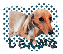 Dachshund real sticker sticker #12786058