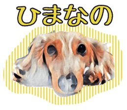 Dachshund real sticker sticker #12786059