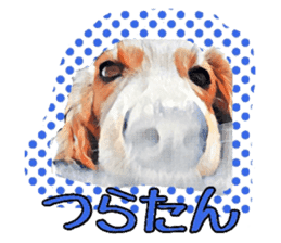 Dachshund real sticker sticker #12786060