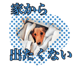 Dachshund real sticker sticker #12786065