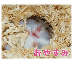 I like hamsters 3 sticker #12789345