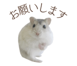 I like hamsters 3 sticker #12789363