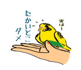 parakeet owner sticker #12790663