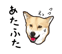 Everyday of cute dog sticker #12801664