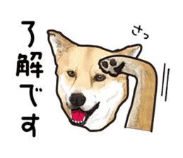 Everyday of cute dog sticker #12801665