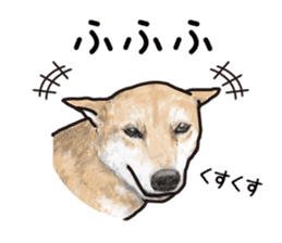 Everyday of cute dog sticker #12801666