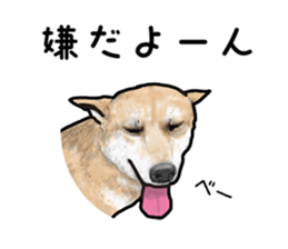 Everyday of cute dog sticker #12801667