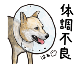 Everyday of cute dog sticker #12801687