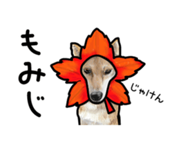 Everyday of cute dog sticker #12801696