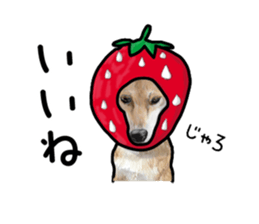 Everyday of cute dog sticker #12801697