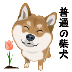 Ordinary Shiba Inu