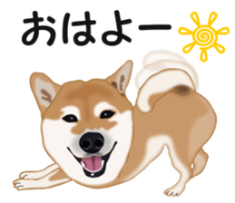 Ordinary Shiba Inu sticker #12809663