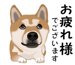 Ordinary Shiba Inu sticker #12809676