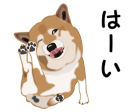 Ordinary Shiba Inu sticker #12809682