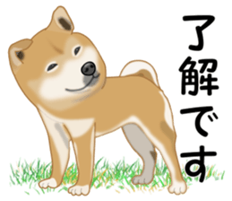 Ordinary Shiba Inu sticker #12809684