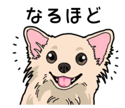 Wanko-Biyori Chihuahua sticker #12824247