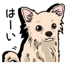 Wanko-Biyori Chihuahua sticker #12824249
