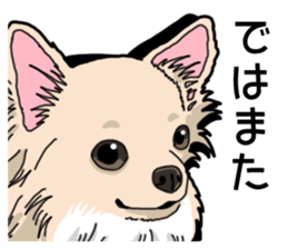 Wanko-Biyori Chihuahua sticker #12824257
